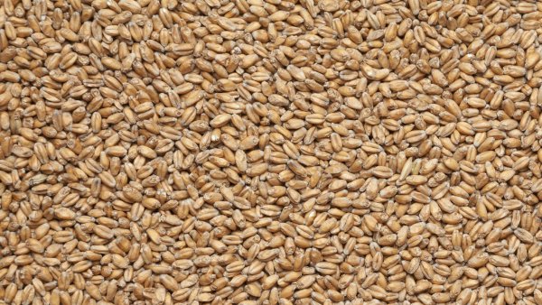 Солод пшеничный необжаренный "Wheat malt" (Viking Malt, Финляндия)